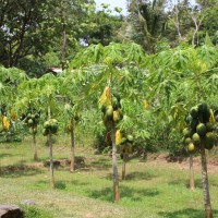 Carica papaya L.